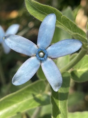 Oxypetalum coeruleum