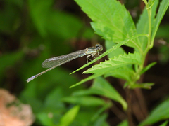 Paracercion calamorum