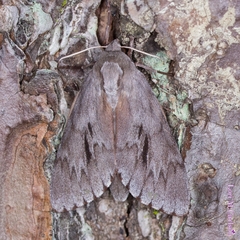 Lapara coniferarum