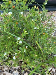 Bourreria cassinifolia