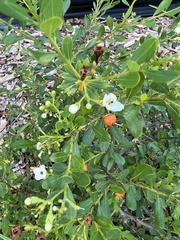 Bourreria cassinifolia