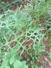 Ibervillea tenuisecta