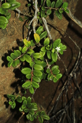 Cyclophyllum tieaense