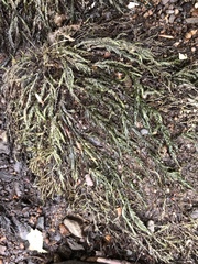 Fontinalis antipyretica