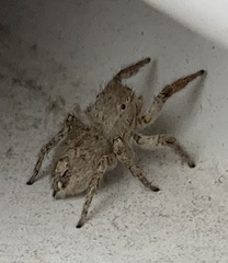 Habronattus coecatus