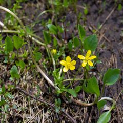 Ranunculus gormanii