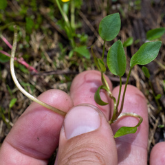 Ranunculus gormanii