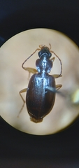 Agonum piceolum