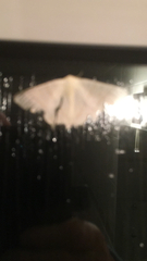 Lepidoptera