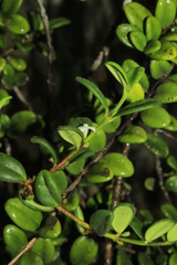 Cyclophyllum tieaense