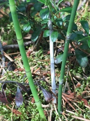 Equisetum laevigatum