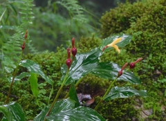 Cautleya