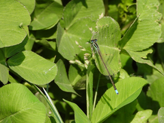 Ischnura asiatica