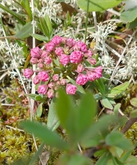 Kalmia polifolia