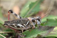 Melanoplus gladstoni