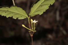 Cyclophyllum balansae