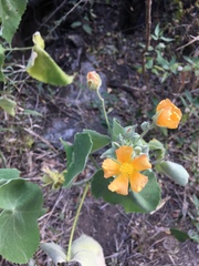 Abutilon grandifolium