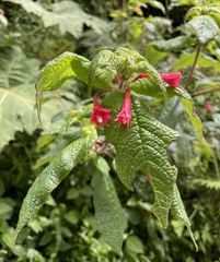 Fuchsia scabriuscula