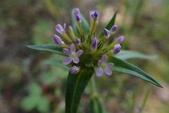 Collomia linearis