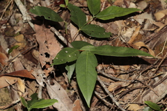 Cyclophyllum balansae