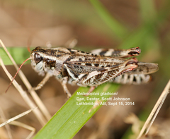 Melanoplus gladstoni