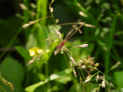 Agriocnemis pygmaea