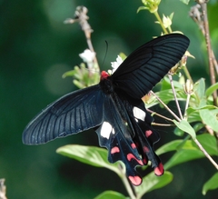 Byasa polyeuctes