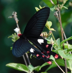 Byasa polyeuctes