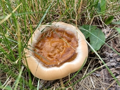 Ganoderma