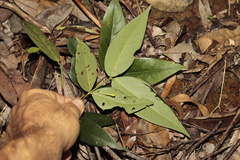 Cyclophyllum balansae