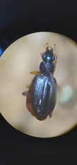 Agonum piceolum