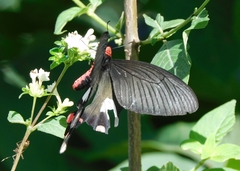 Byasa polyeuctes