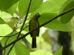Thraupis palmarum