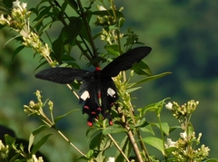 Byasa polyeuctes