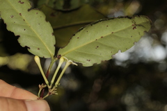Cyclophyllum balansae