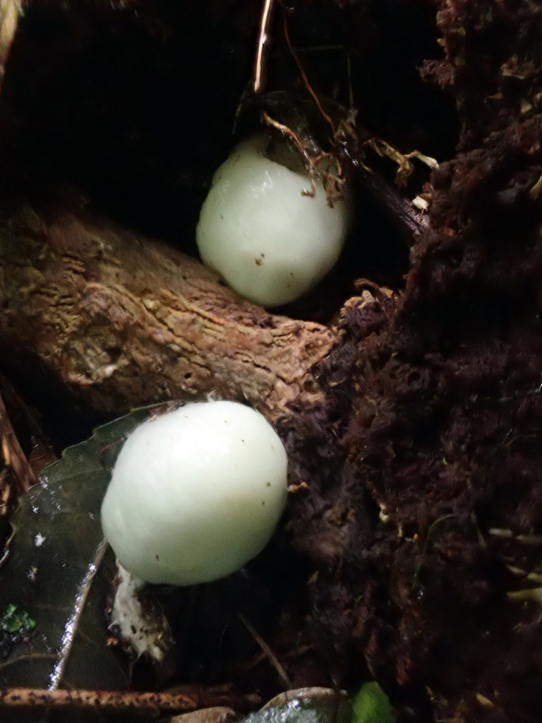 Psilocybe weraroa from Waikato, Hamilton Basin, Mt Kakepuku (near ...