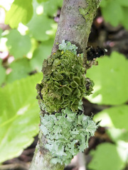 Melanohalea septentrionalis