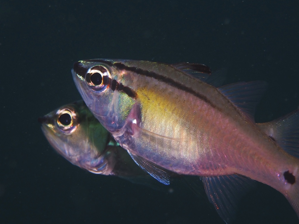 Black-Tipped Cardinal-Fish