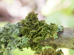 Melanohalea septentrionalis