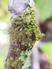 Melanohalea septentrionalis