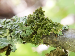 Melanohalea septentrionalis