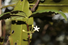Cyclophyllum balansae