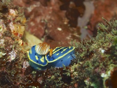 Hypselodoris festiva