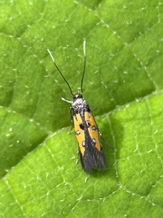 Chrysoclista linneella