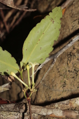 Cyclophyllum balansae