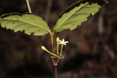 Cyclophyllum balansae