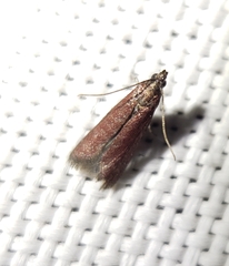 Varneria postremella