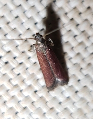 Varneria postremella