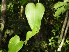 Smilax fluminensis