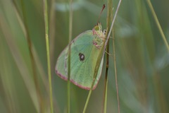 Colias interior